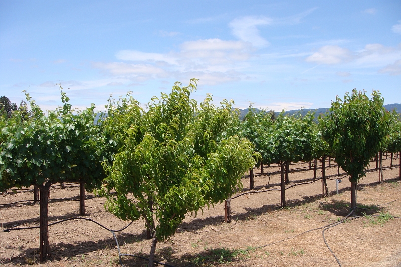 2.JPG - The Lewelling Vineyard