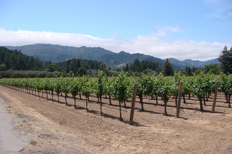 3.JPG - More photos of the Vineyard