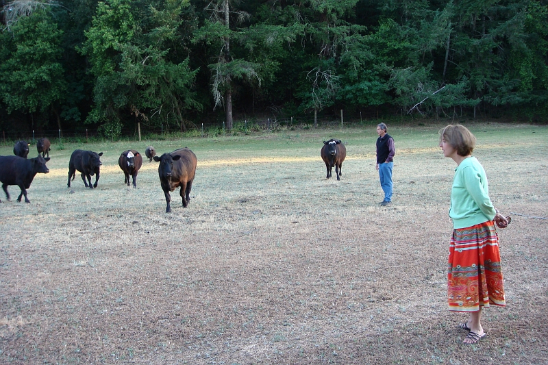 5.JPG - Lilian not too sure about life among the cows.