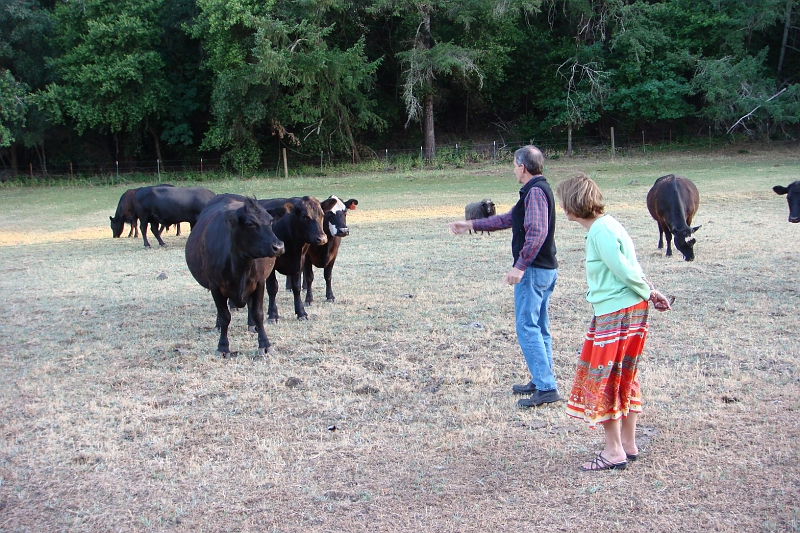 7.JPG - Dave has a cow fan club.