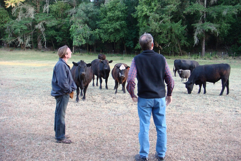 8.JPG - Steve and Dave look at the trees while the cows do their thing.