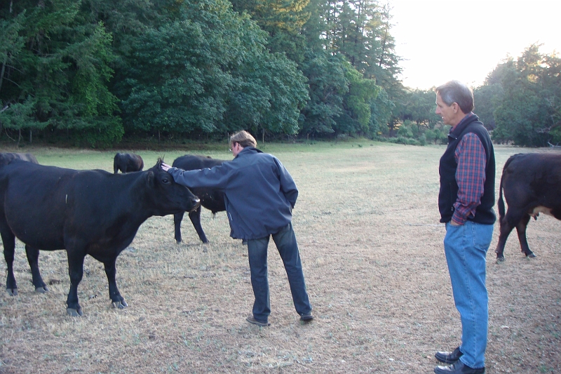 91.JPG - Steve is a natural with the cows.