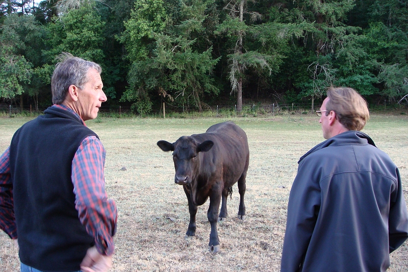 92.JPG - This cow wants to go home with Steve.