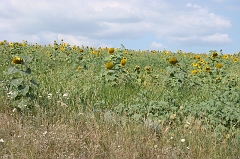 DSC01405